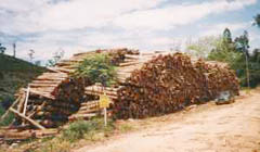 Dep&oacute;sito de eucalipto